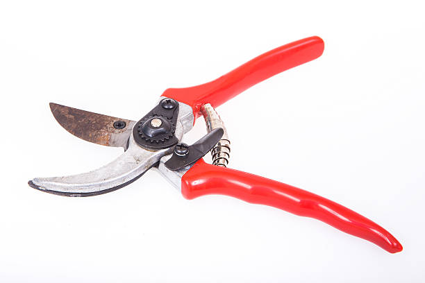 istock Red garden secateurs isolated on a white background 499469789