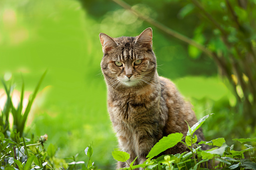 Cat in sunshine on grass, 