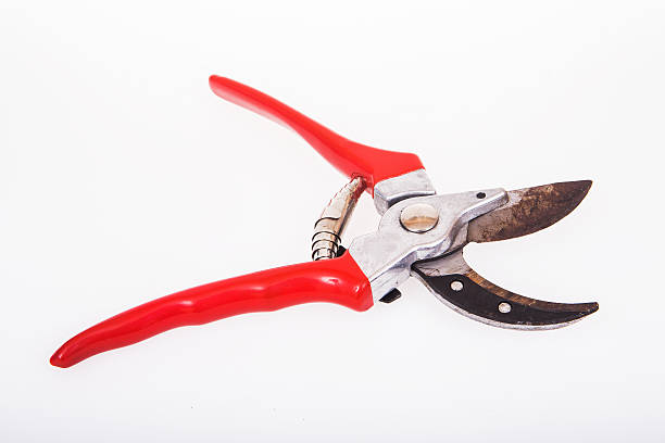 istock Red garden secateurs isolated on a white background 499469809