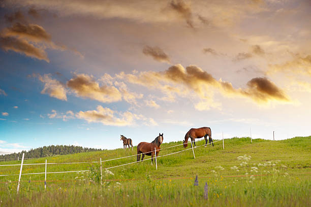 Grazing horses Grazing horses in beautiful rural landscape at sunset corral stock pictures, royalty-free photos & images