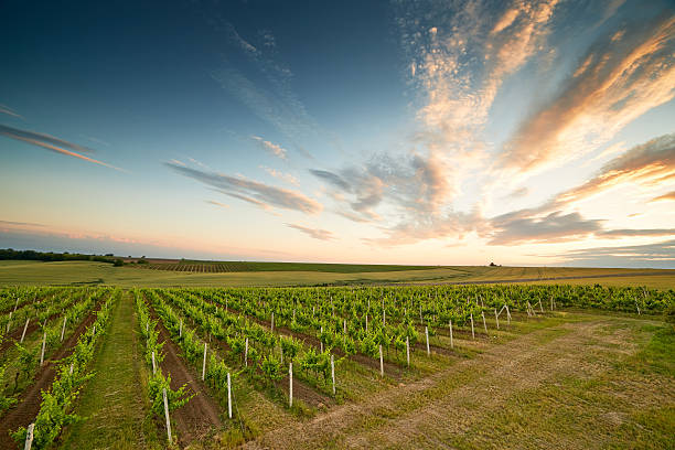 istock Evening view of the vineyards 499469987