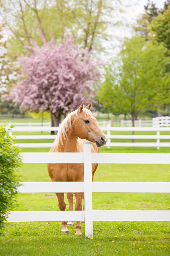 Palomino horse in spring, with blossoming tree in the background.