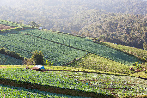 Cabbages Plantation Field on Mountain stock photo