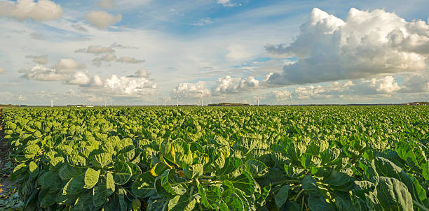 istock Vegetables growing in a field in summer 499476174
