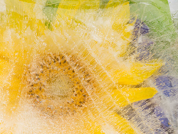 istock yellow sunflower in ice 499476208