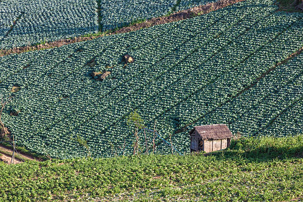 Cabbages Plantation Field on Mountain stock photo