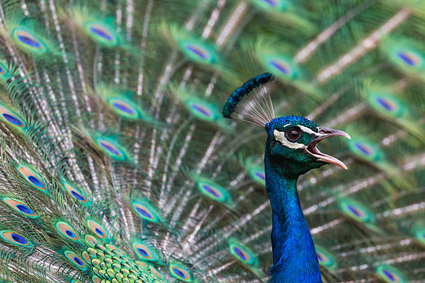 istock Portrait of beautiful peacock with feathers out 499476668
