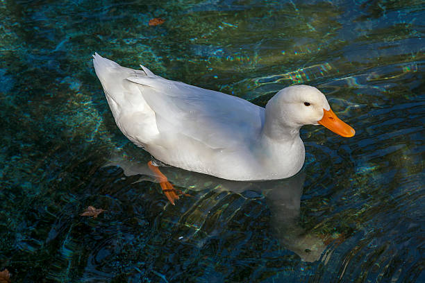 istock Geese in the green water 05 499476830