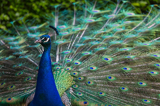 istock Portrait of beautiful peacock with feathers out 499476878