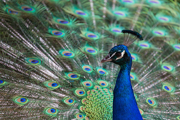 istock Portrait of beautiful peacock with feathers out 499477020