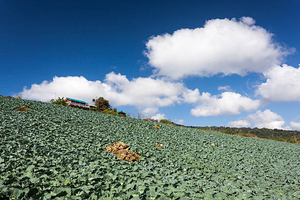 Cabbages Plantation Field on Mountain stock photo