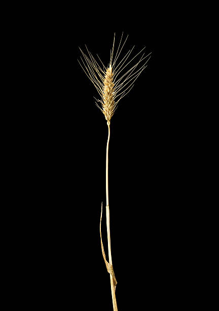 istock Ear of wheat on a dark background 499479702