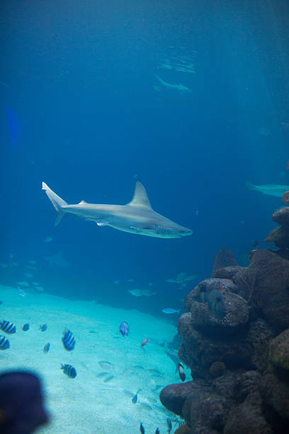 istock Gray reef shark under the sea. 499479880
