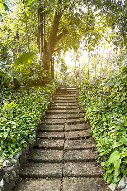 istock Stone stair way in the garden with bright sun light 499480532