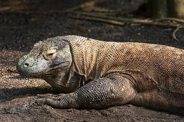 istock Komodo Dragon, the largest lizard in the world 499483752