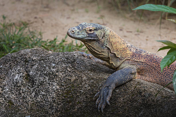 istock Komodo Dragon, the largest lizard in the world 499483924