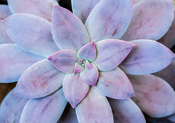 istock succulent in chiangmai Thailand 499484338