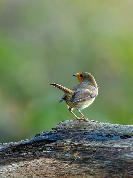istock Beautiful European Robin (Erithacus rubecula) 499484490