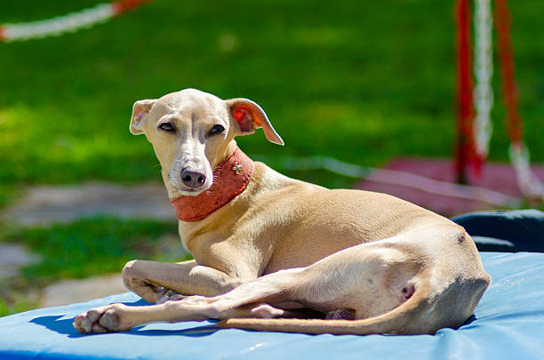 Italian Greyhound stock photo