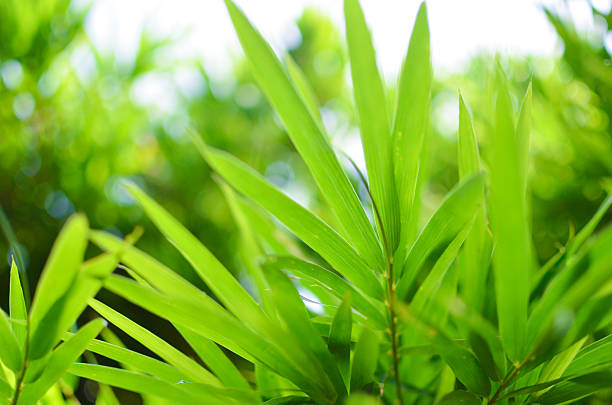 liść bambusa tle - bamboo bamboo shoot green isolated zdjęcia i obrazy z banku zdjęć