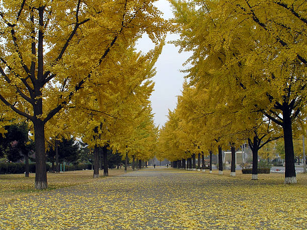 istock Autumn ginco biloba yellow trees 499488566