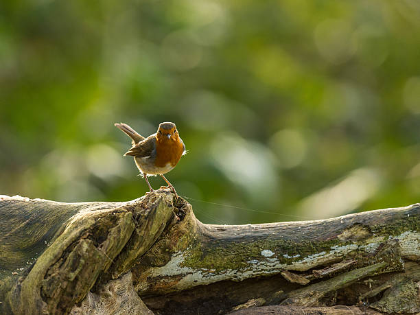 istock Beautiful European Robin (Erithacus rubecula) 499489414