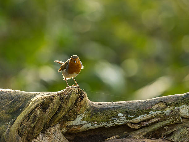 istock Beautiful European Robin (Erithacus rubecula) 499489564