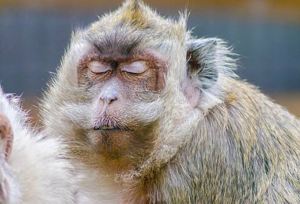 Crab eating macaque stock photo