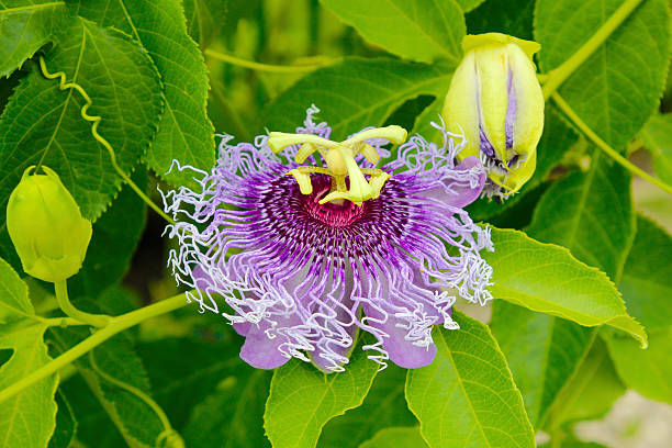 macro flower of Passiflora foetida. macro flower of Passiflora foetida. olacaceae stock pictures, royalty-free photos & images