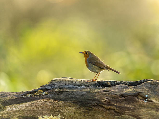 istock Beautiful European Robin (Erithacus rubecula) 499491358