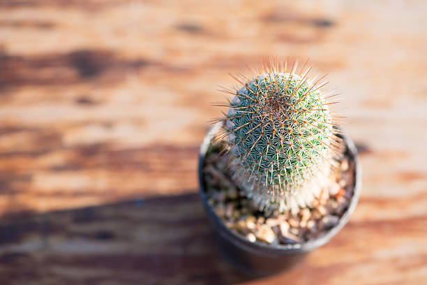 istock Cactus in flower pot on wood table 499491442