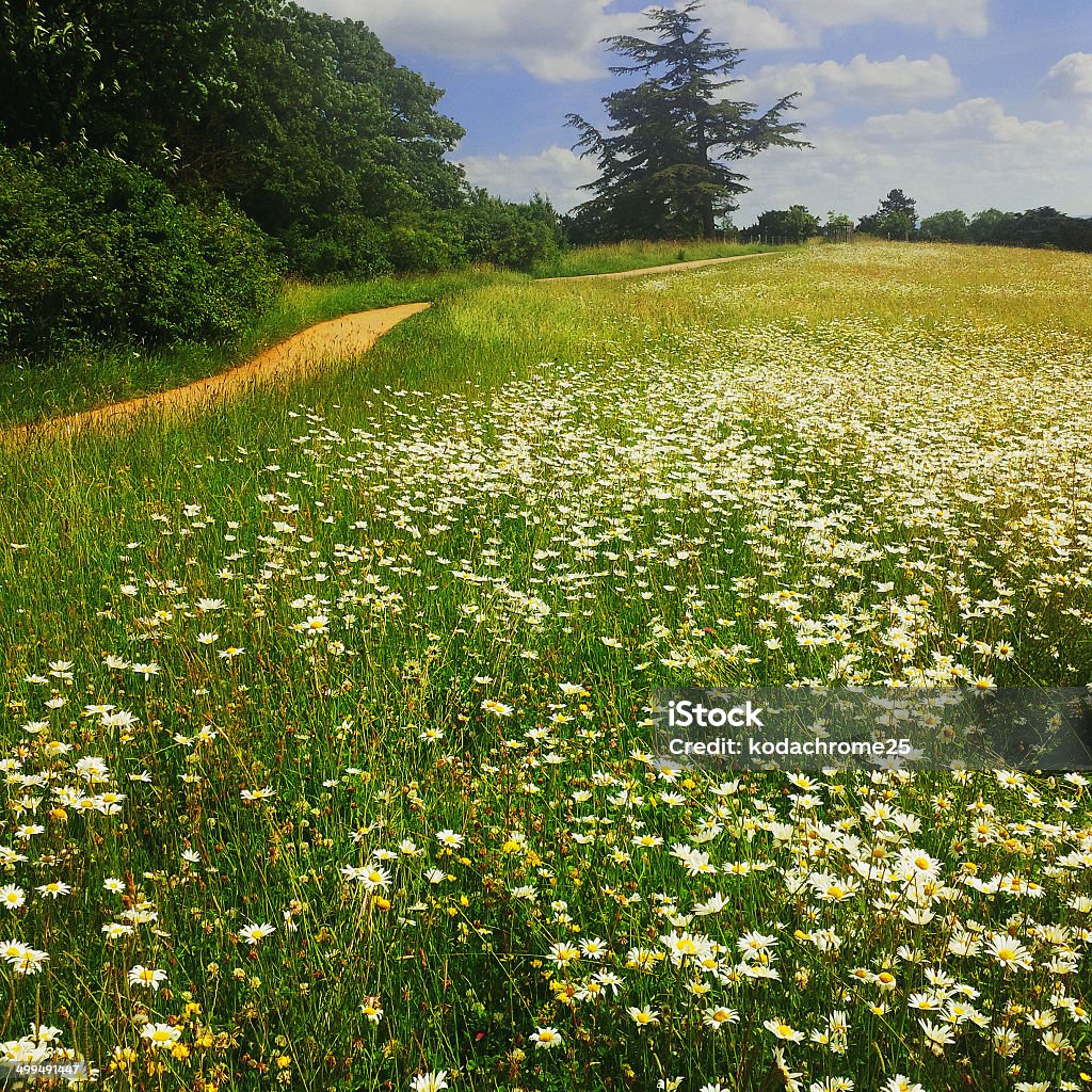 Il campo - Foto stock royalty-free di Agricoltura