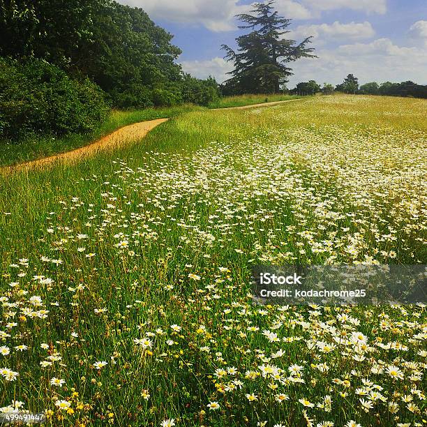 Il Campo - Fotografie stock e altre immagini di Agricoltura - Agricoltura, Agricoltura biologica, Albero