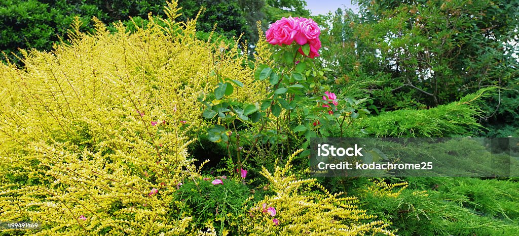 gardens a lush green english garden on a warm sunny summers day August Stock Photo