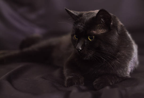 istock cat on lying in a profile on a black background 499491680