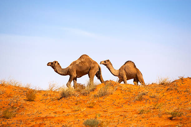 Camel in Simpson Desert, South Australia, Australia stock photo
