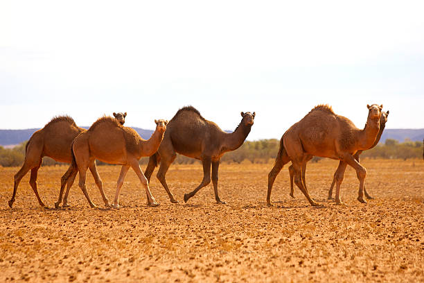 camel de simpson désert, australie-méridionale, australie - two humped camel photos et images de collection
