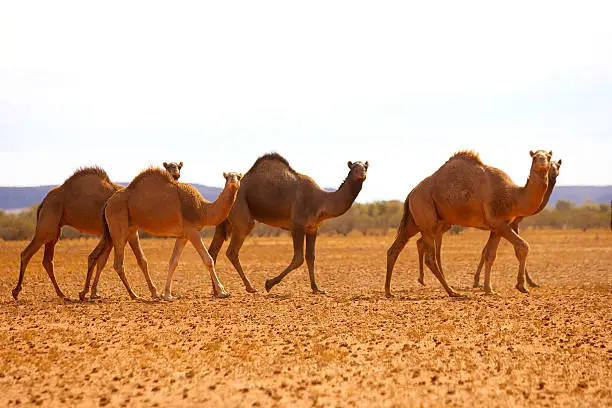 Photo of Camel in Simpson Desert, South Australia, Australia