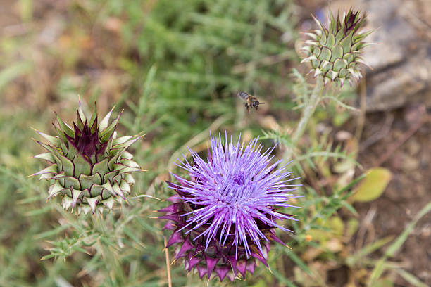 Bee Lands on Cactus Flower stock photo