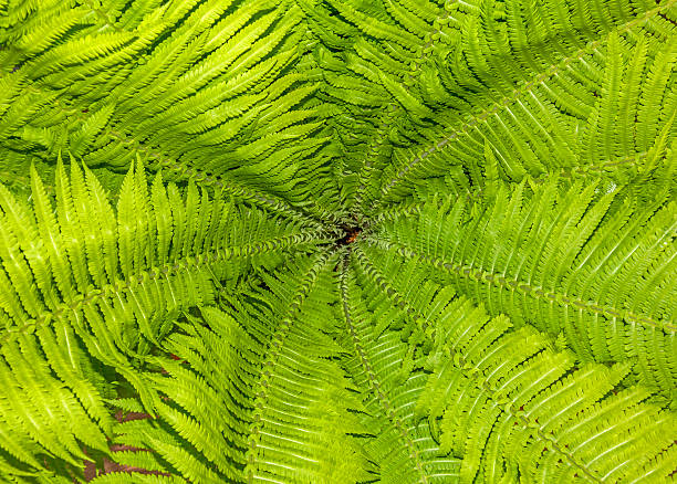 pattern of fern leaves and stalks stock photo