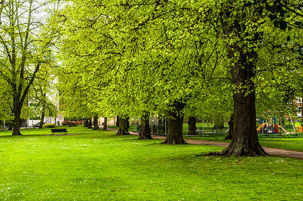 istock Green city park  with a bench in background 499492955
