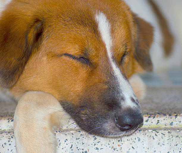 perro durmiendo street - male dog fotografías e imágenes de stock