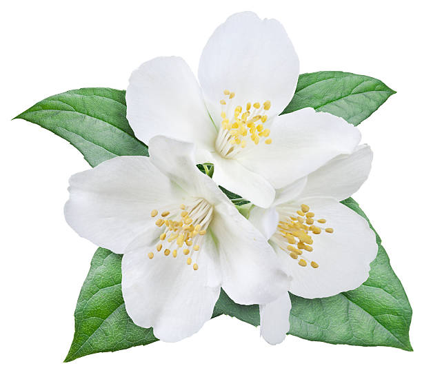 istock Flowers of jasmine with leaves. 499493623