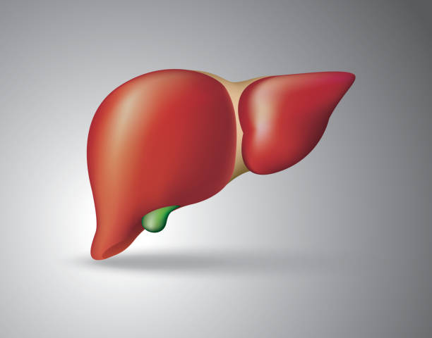 인간 간 - liver stock illustrations