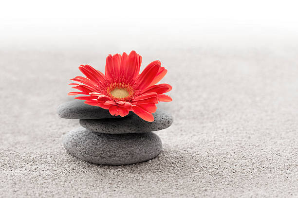 Zen sand garden with red gerbera flower
