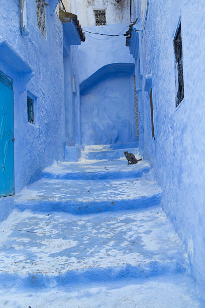 Chefchaouen Cat stock photo