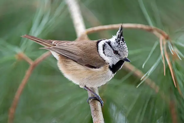 Photo of crested tit on a branch