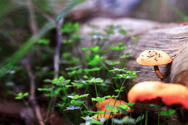 istock Sicilian wild Mushroom on Log 499506528