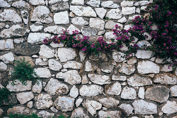 buganvilia en pared de piedra - retaining wall fortified wall surrounding wall stone wall fotografías e imágenes de stock