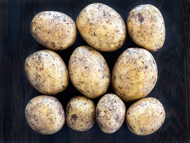 Ten fresh potatoes in rows